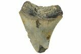 Bargain, Fossil Megalodon Tooth - Serrated Blade #295438-1